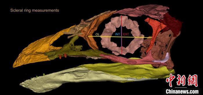 熱河鳥STM3-8化石標(biāo)本的鞏膜環(huán)復(fù)原及測量示意圖?！『?供圖