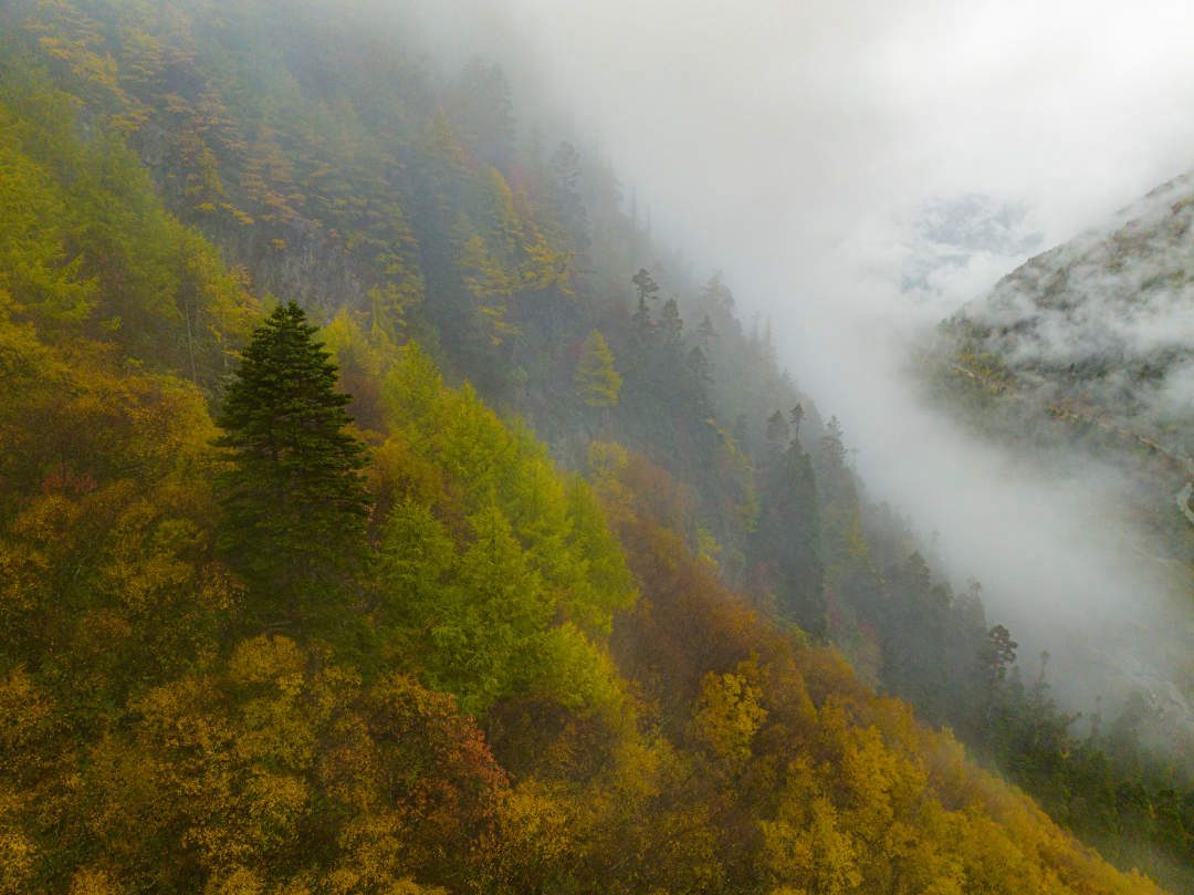 云纏霧繞，層林盡染。