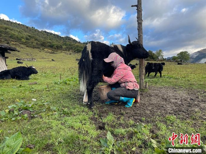 圖為9月27日早晨牧民擠牦牛奶。 <a target='_blank' href='/'><p  align=
