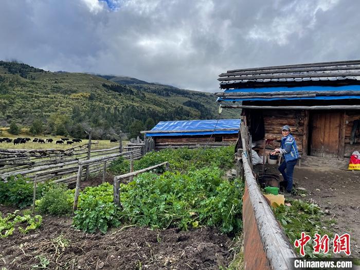 圖為9月27日牧民的牧屋和菜園子。 <a target='_blank' href='/'><p  align=