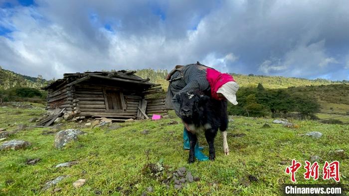 圖為9月27日牧民給小牦牛按摩。 <a target='_blank' href='/'><p  align=