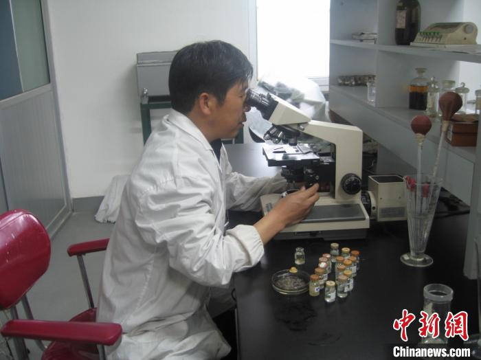 資料圖為研究團隊進行實驗室寄生蟲分類鑒定?！?青海省畜牧獸醫(yī)科學院供圖