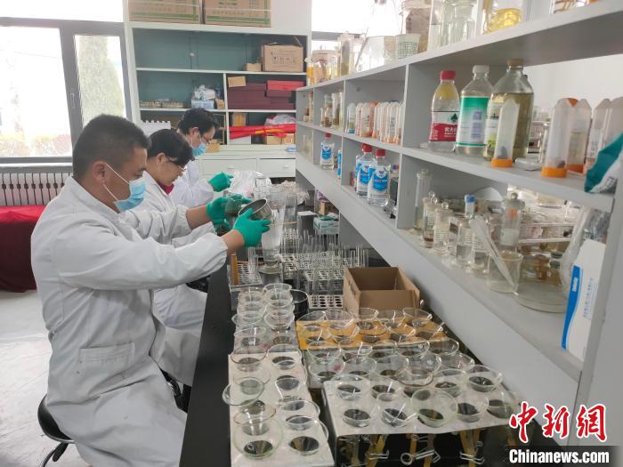 資料圖為研究團隊進行樣本檢查。　 青海省畜牧獸醫(yī)科學院供圖