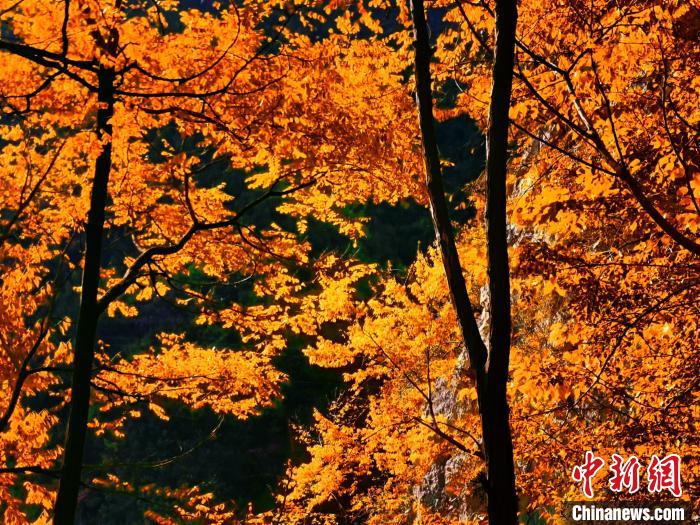 秋意濃?！≈炱桨?攝