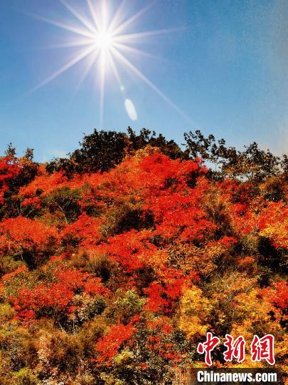 萬源市紅葉似火。　朱平安 攝