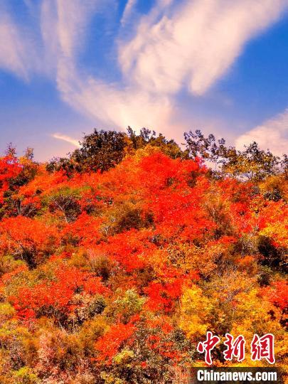 萬源深秋紅葉似火。　朱平安 　攝