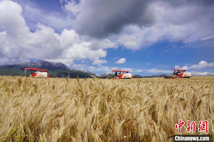 圖為青稞收獲?！±钣穹?攝