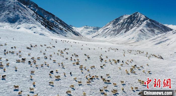 圖為羊群在雪地里覓食?！《继m縣融媒體中心供圖