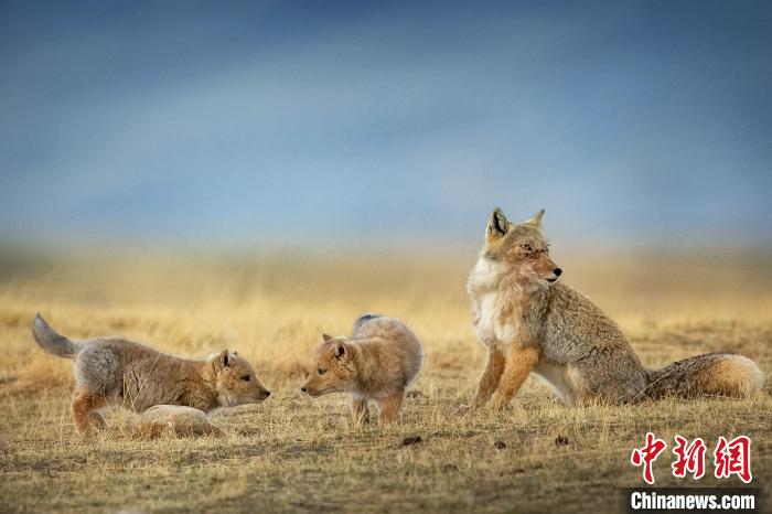 圖為焦生福的作品《居安思?！贰！∏嗪Ｊ∑钸B山自然保護(hù)協(xié)會(huì)供圖
