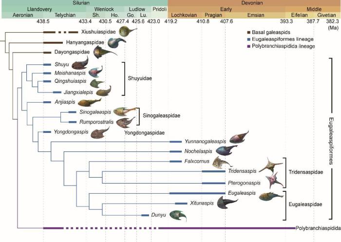 盔甲魚類的系統(tǒng)發(fā)育關(guān)系及地史分布?！≈锌圃汗偶棺邓?供圖