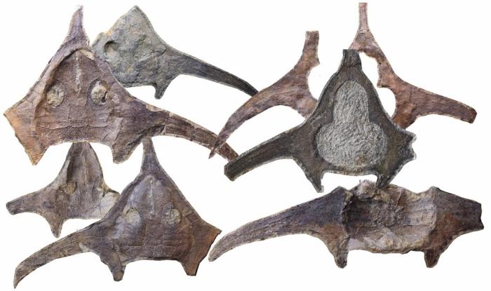 玉海翼角魚化石照片?！∩w志琨 攝