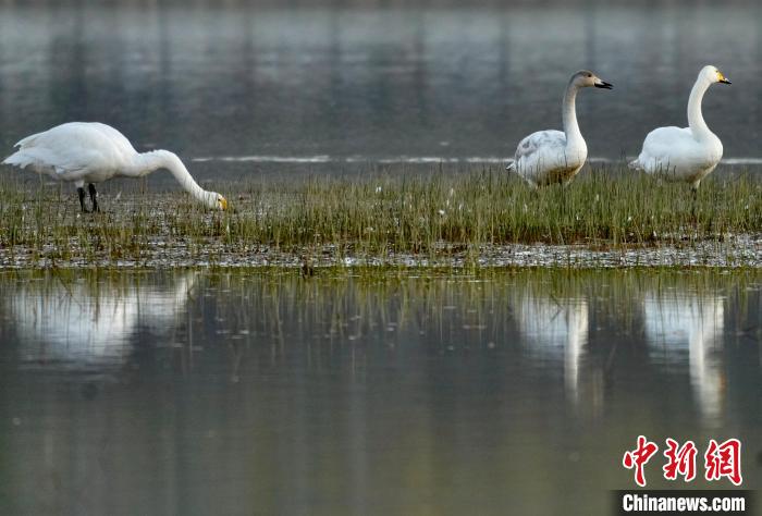 圖為三只大天鵝在黃河灘地嬉戲?！±钣穹?攝