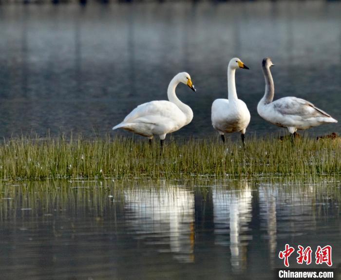 圖為三只大天鵝?！±钣穹?攝