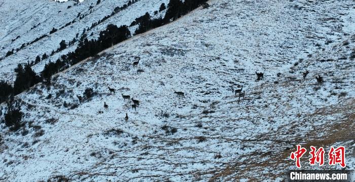 圖為巖羊和馬鹿集體在雪地里休憩?！《继m縣融媒體中心 供圖