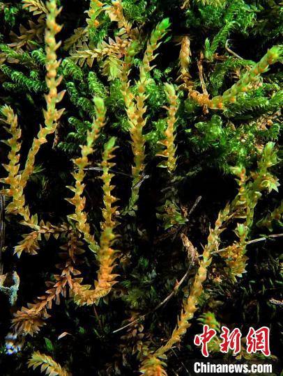 圖為九龍卷柏?！∏嗪Ｉ剿匀毁Y源調(diào)查規(guī)劃設(shè)計(jì)研究院供圖