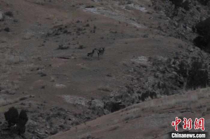 圖為兩只馬鹿在山坡上行走?！〔湃?攝
