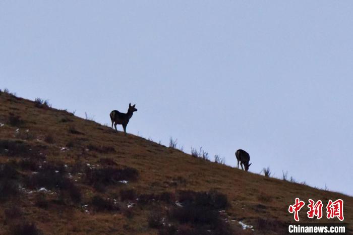 圖為馬鹿在山坡上覓食?！〔湃?攝