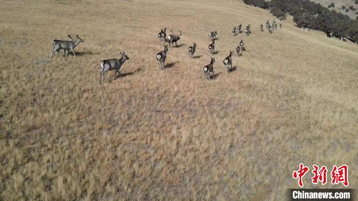 圖為馬鹿群在草地中漫步?！〔湃?攝
