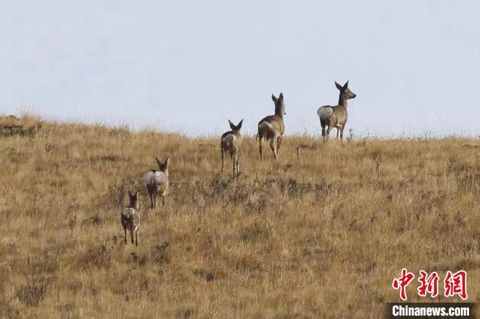 圖為狍鹿在山間漫步?！〔彭?xiàng)南加 攝