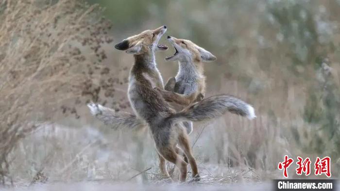 圖為同海元的作品《第一回合》?！∏嗪Ｊ∑钸B山自然保護協(xié)會供圖