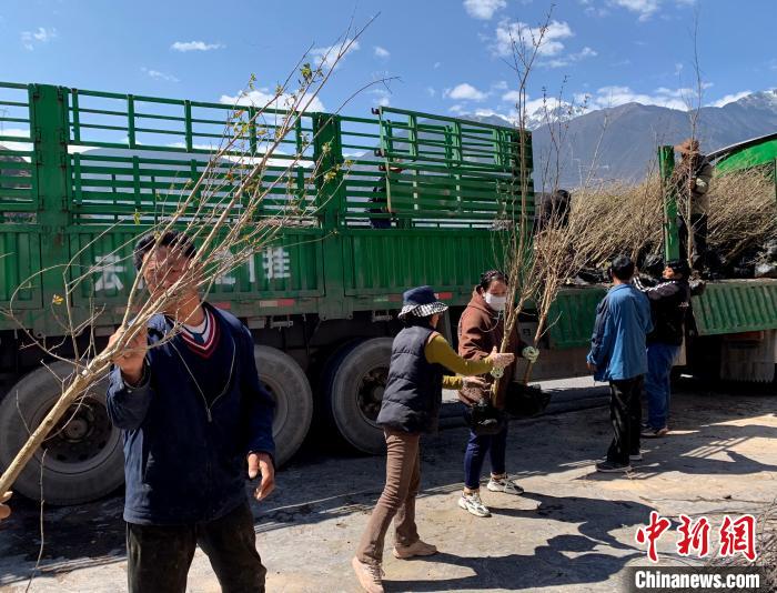 民眾搬運(yùn)苗木?！〔际忻⒖悼h委宣傳部供圖