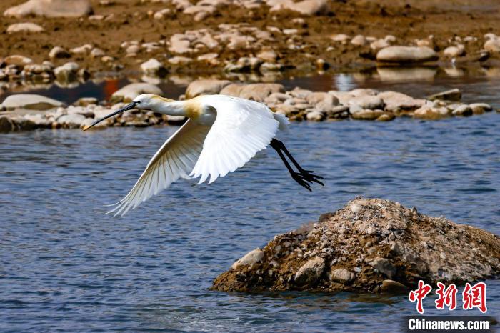 圖為準(zhǔn)備飛翔的白琵鷺?！?yán)桉 攝