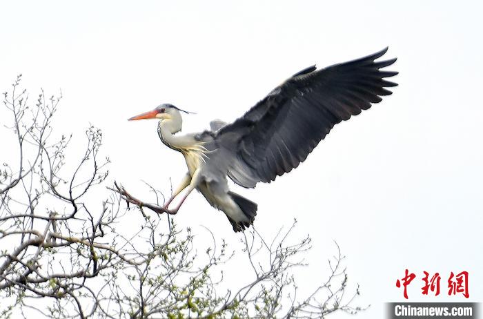 蒼鷺在覓食嬉戲?！“苍?攝