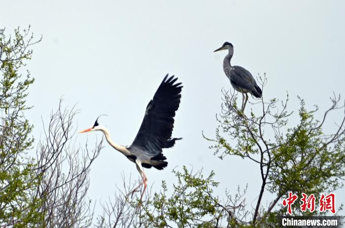蒼鷺在覓食嬉戲。　安源 攝