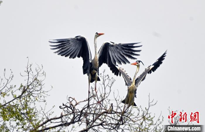 蒼鷺在覓食嬉戲?！“苍?攝