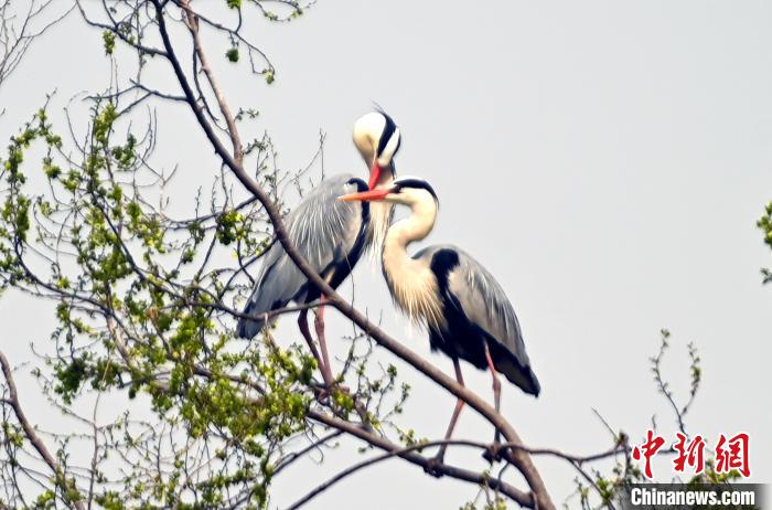 蒼鷺在覓食嬉戲。　安源 攝
