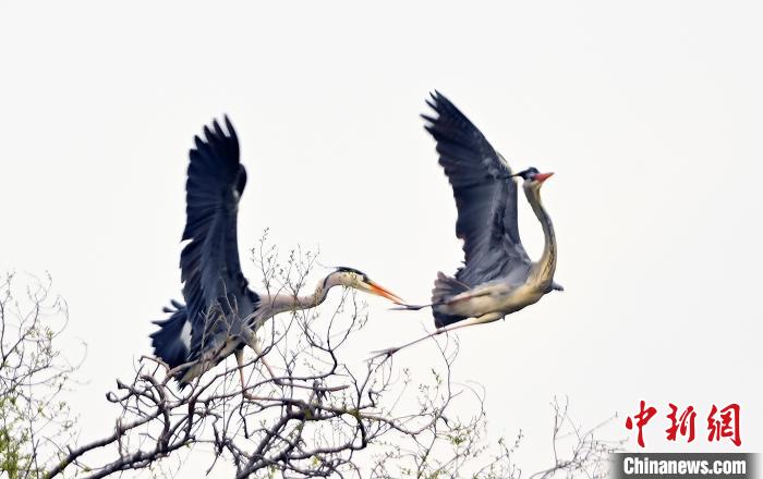 蒼鷺在覓食嬉戲?！“苍?攝