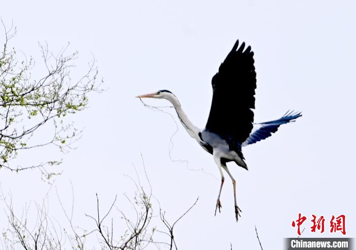 蒼鷺在覓食嬉戲?！“苍?攝