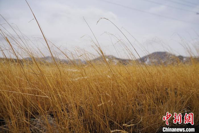 圖為青海省海西蒙古族藏族自治州天峻縣木里礦區(qū)草木茂盛?！●R銘言 攝