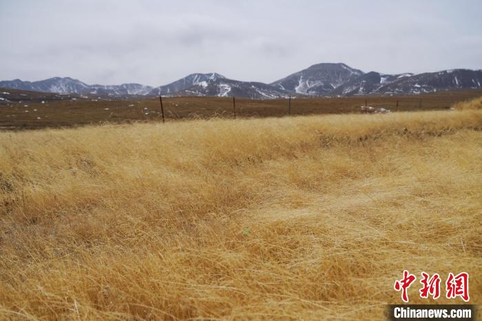 圖為青海省海西蒙古族藏族自治州天峻縣木里礦區(qū)草木茂盛?！●R銘言 攝