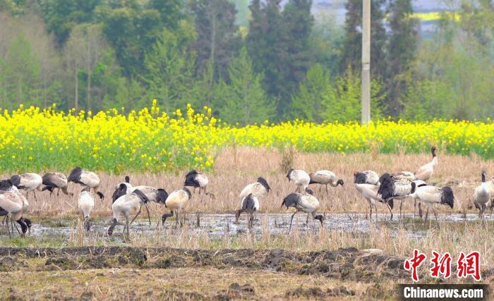 休息補(bǔ)給?！√烊h融媒體中心 供圖