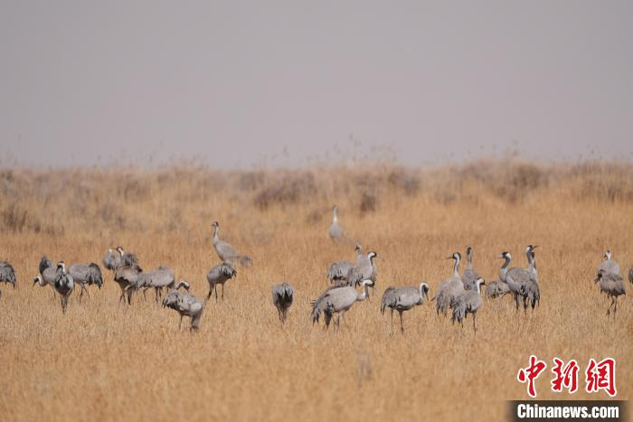 圖為草原上棲息的灰鶴。　先宮 攝