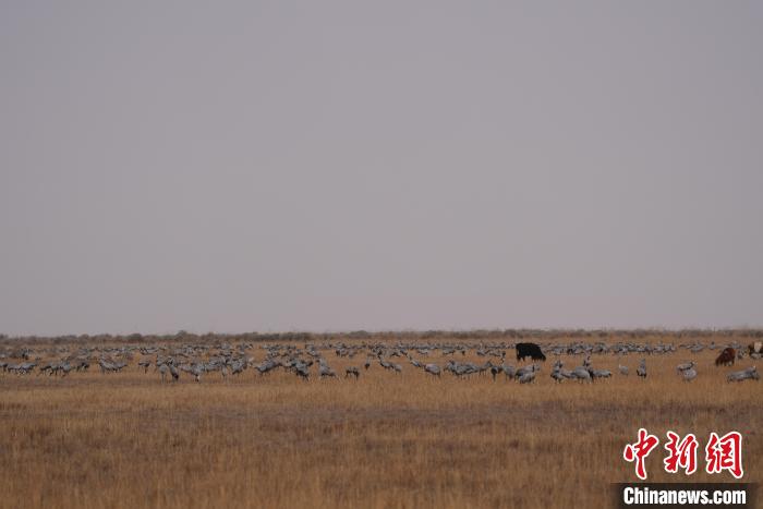 圖為草原上棲息的灰鶴?！∠葘m 攝