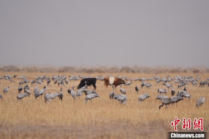 圖為草原上棲息的灰鶴?！∠葘m 攝