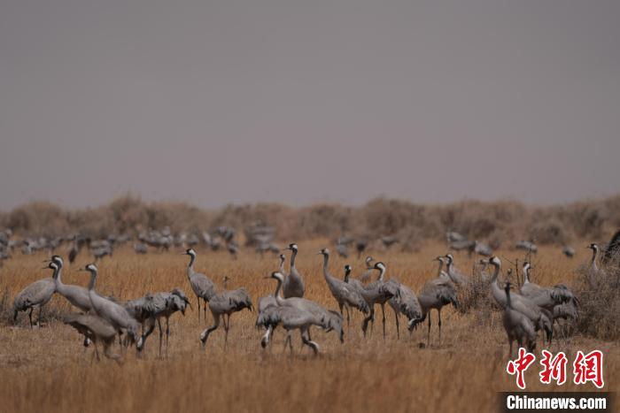 圖為灰鶴?！∠葘m 攝