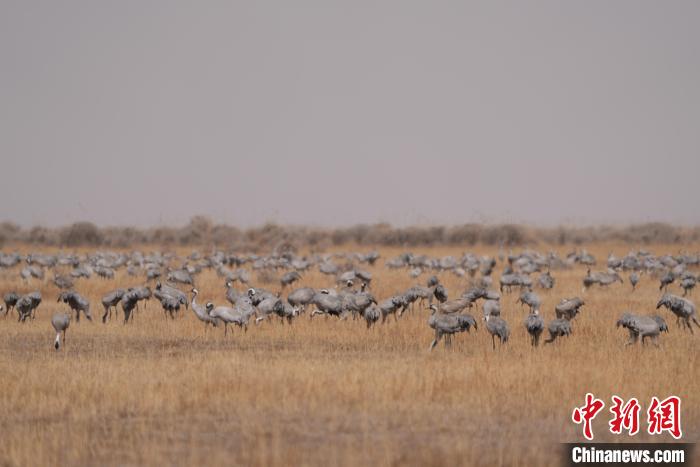 圖為密集分布的灰鶴?！∠葘m 攝