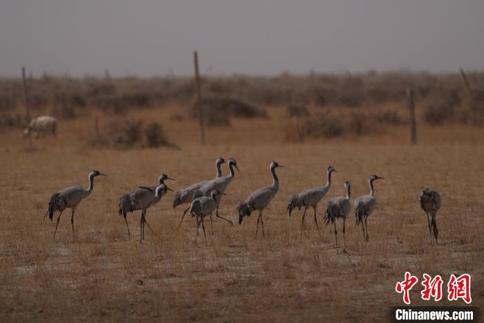 圖為灰鶴?！∠葘m 攝