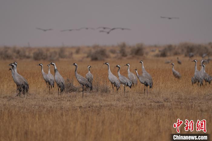 圖為灰鶴?！∠葘m 攝