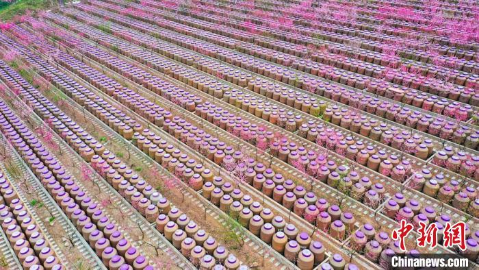 灼灼桃花惹人醉?！㈡?攝