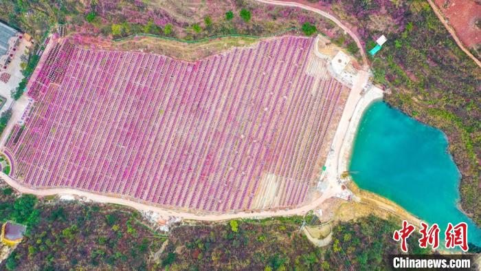 灼灼桃花惹人醉?！㈡?攝