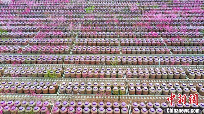 桃花和酒壇相映成趣?！㈡?攝