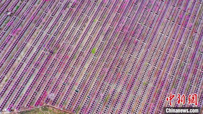 桃花和酒壇相映成趣?！㈡?攝