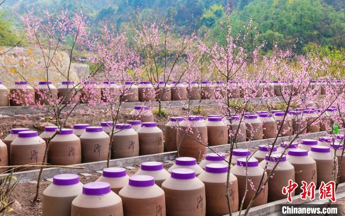 桃花和酒壇相映成趣?！∫足?攝