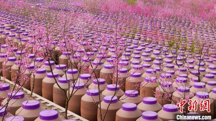 桃花和酒壇相映成趣?！∫足?攝