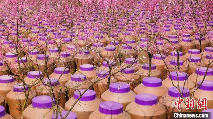 桃花和酒壇相映成趣。　易銘 攝