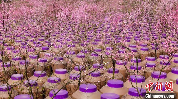 灼灼桃花惹人醉?！∫足?攝